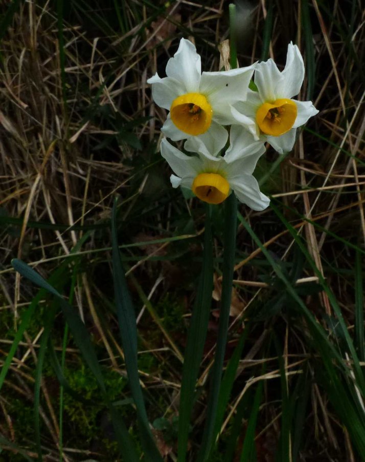 Narcissus tazetta L..JPG