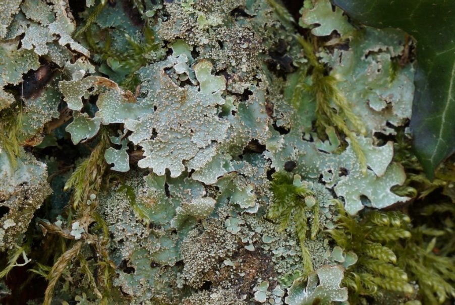 lichene2.jpg