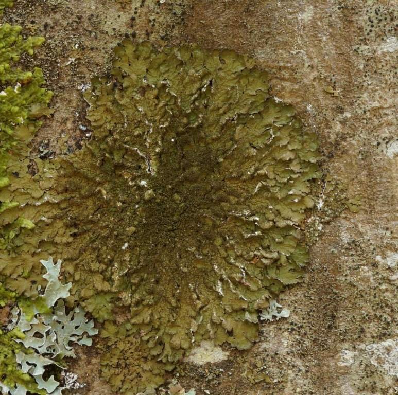 lichene 31.jpg