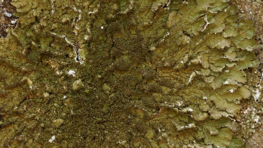 lichene4.jpg