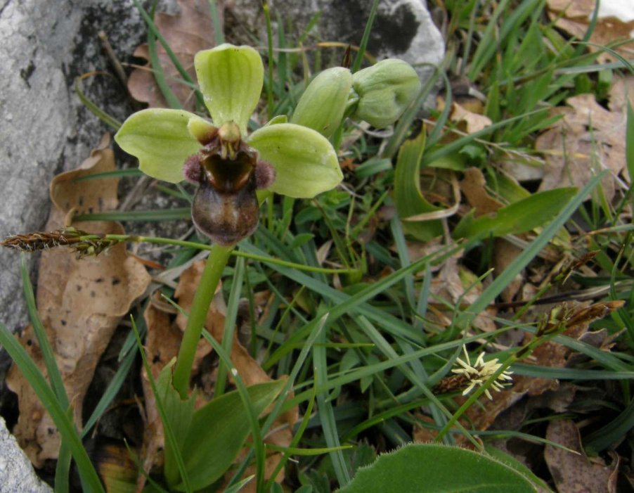 Ophrys bombyliflora Link.1JPG.JPG