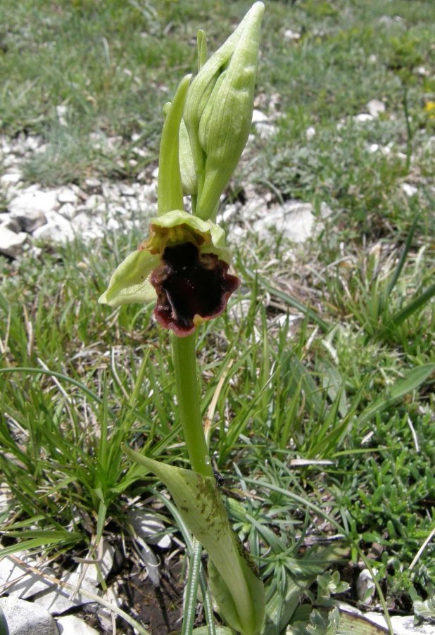 Ophrys sp..jpg