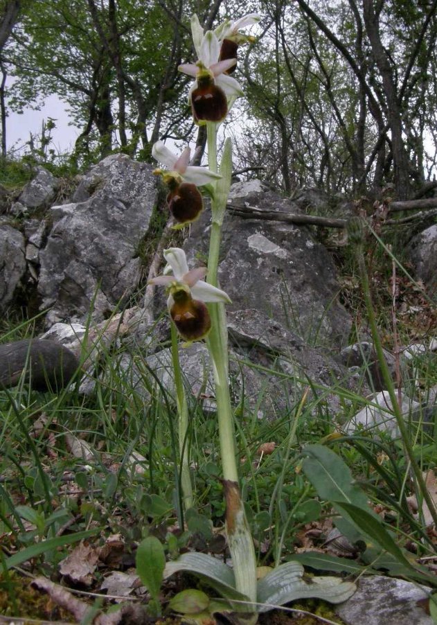 Ophrys Monte San Martino.jpg
