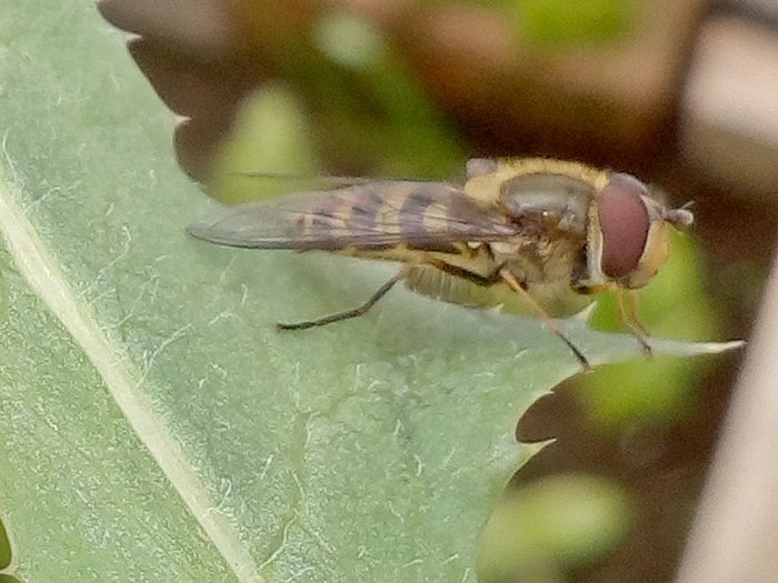 18 03 20 Diptera-syrphidae (2a).jpg