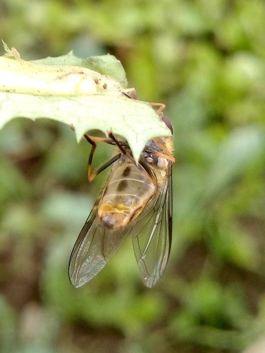 18 03 20 Diptera-syrphidae (4).jpg
