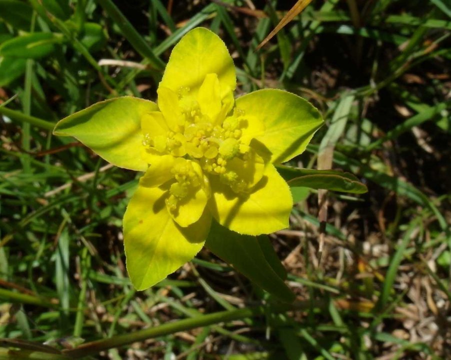 Euphorbia brittingeri.JPG