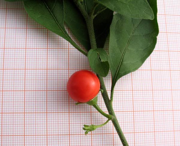 Solanum-pseudocapsicum-6.jpg