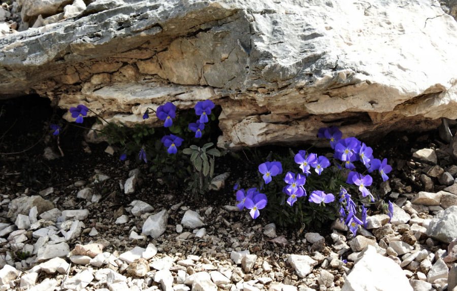 xRaduno 058 Viola pseudogracilis e Salvia officinalis 20180414_032.jpg