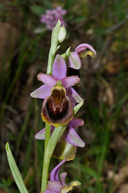Ophrys-argolica-crabronifera-fiore.jpg