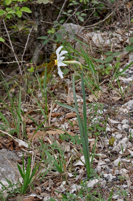 Narcissus-poeticus-pianta.jpg