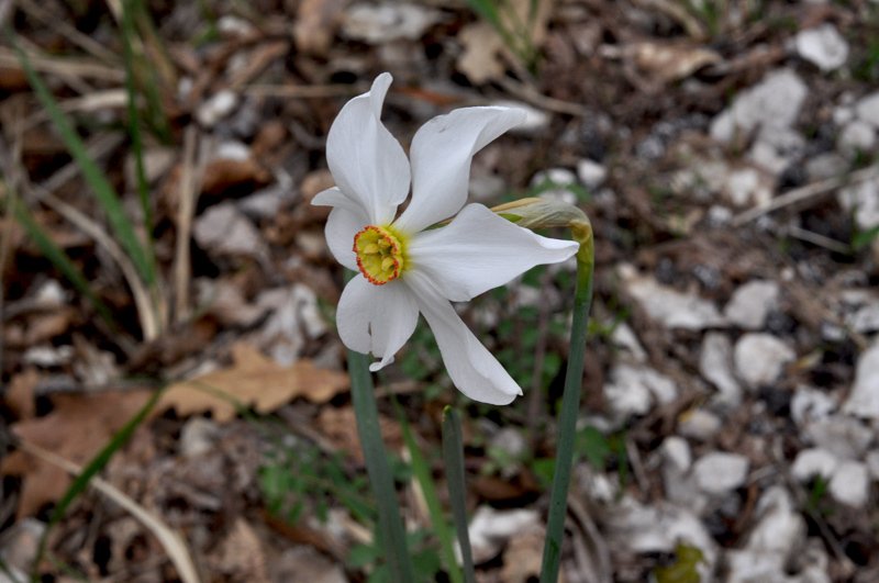 Narcissus-poeticus-fiore3.jpg