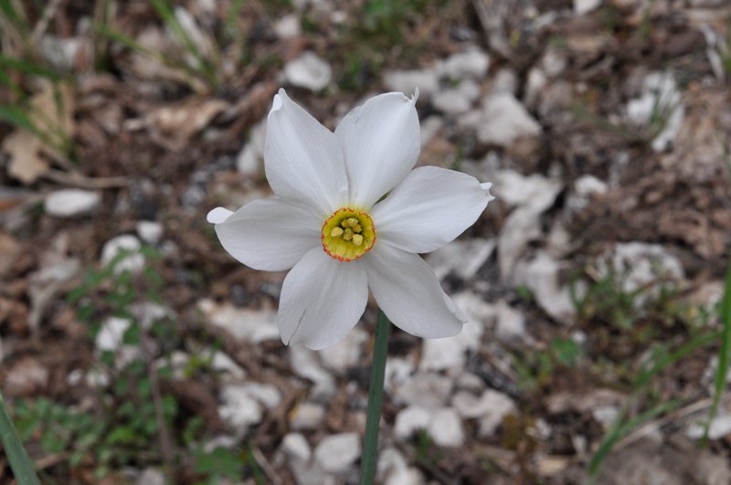 Narcissus-poeticus-fiore.jpg