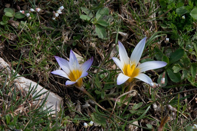 Romulea-bulbocodium-fiori.jpg