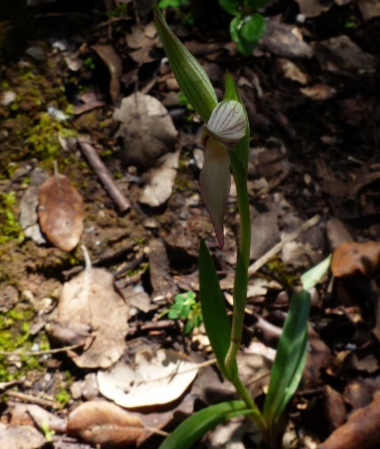 Serapias parviflora Parl. (4).jpg