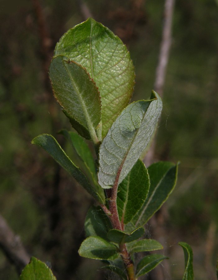Salix-apennina-F-09-1h-ER.JPG