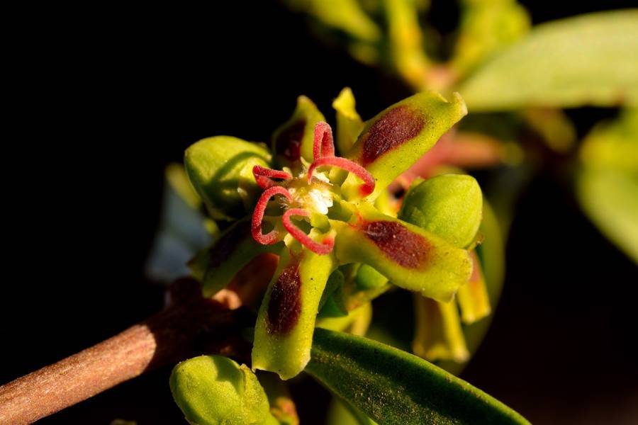 Periploca-angustifolia-8.jpg
