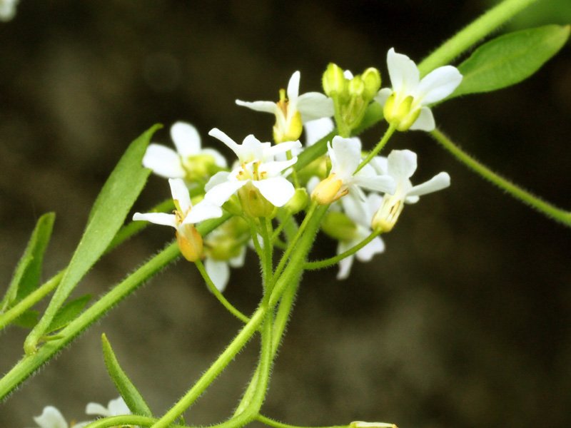 1_Arabidopsis halleri _halleri_fiori.jpg