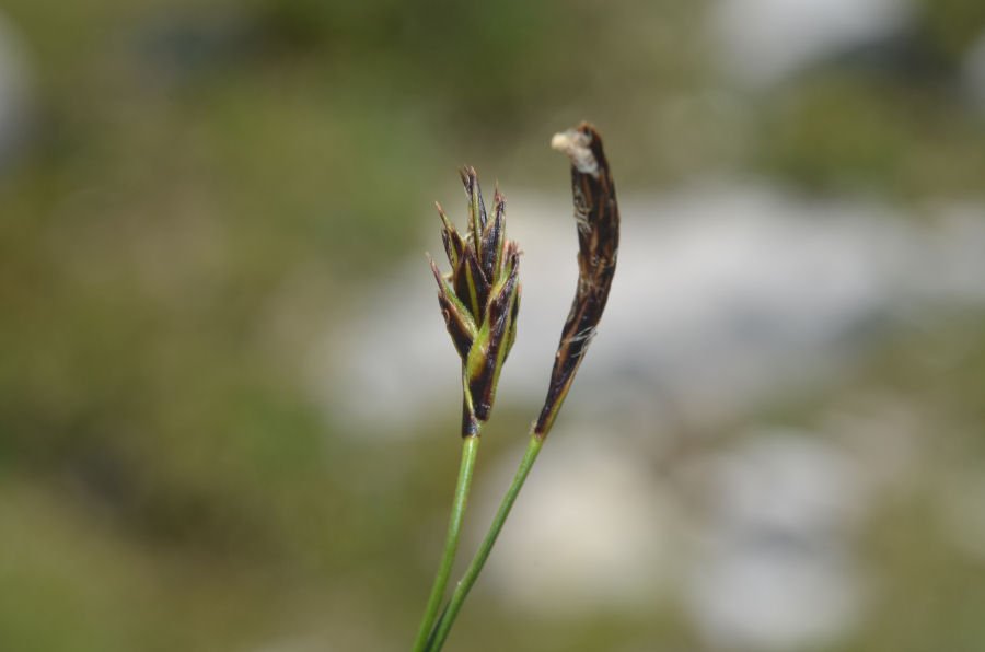 40 20180610m058 Carex kitaibeliana.jpg