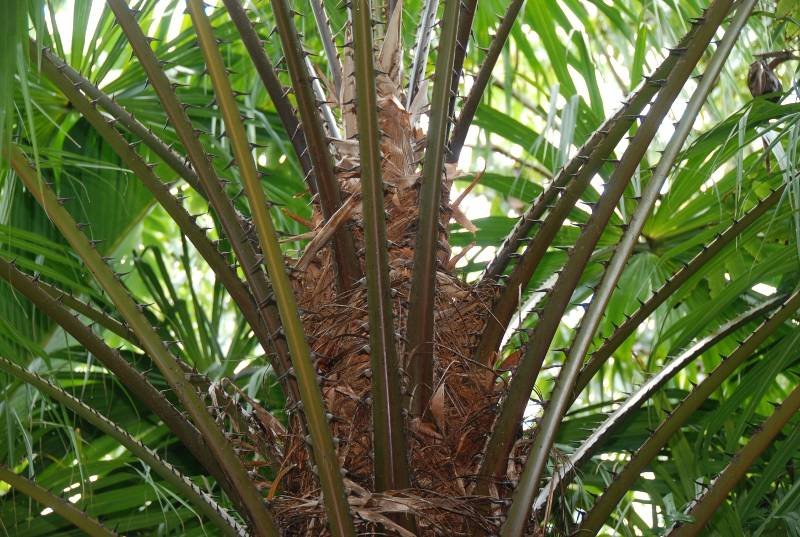 Arecaceae - Saribus cochinchinensis1.JPG