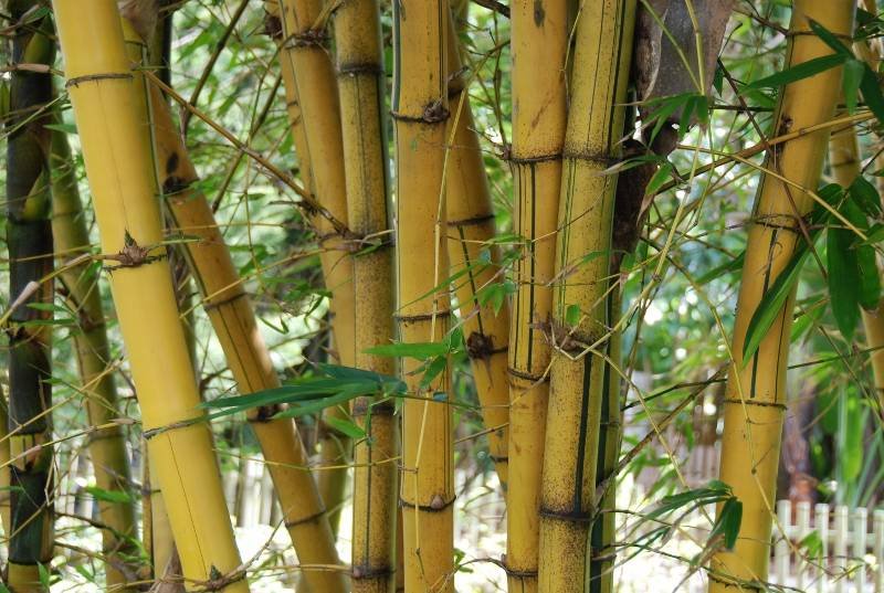 Poaceae - Bambusa vulgaris 'Striata'3.JPG