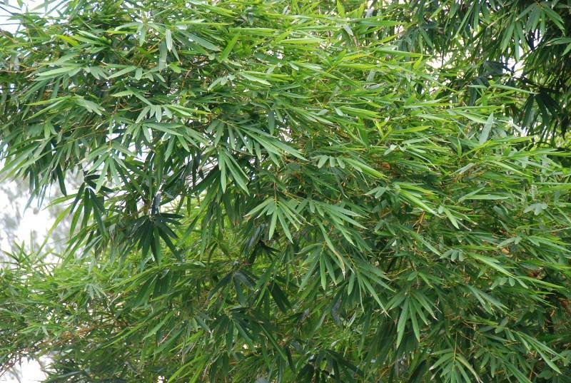 Poaceae - Bambusa vulgaris 'Striata'6.JPG