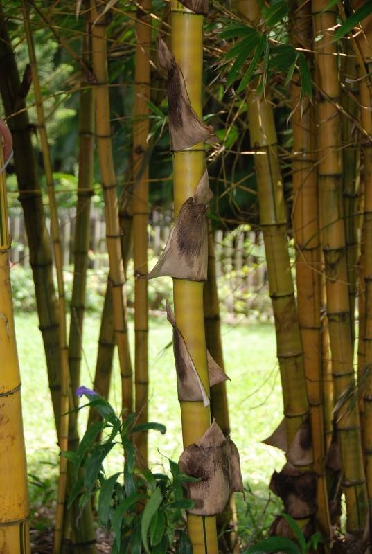 Poaceae - Bambusa vulgaris 'Striata'4.JPG