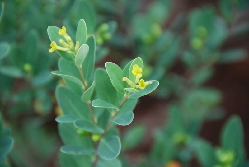Thymelaeaceae - Wikstroemia uva-ursi2.JPG