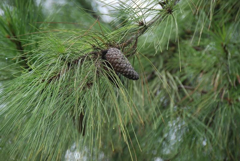 Pinaceae - Pinus caribaea var. hondurensis1.JPG