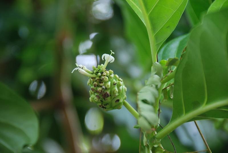 Rubiaceae - Morinda citrifolia4.jpg