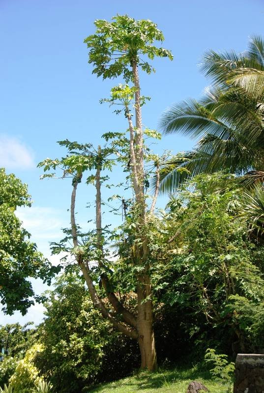 Caricaceae - Carica papaya4.JPG