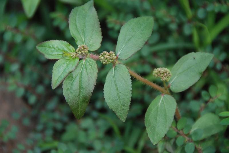 Euphorbiaceae - Chamaesyce hirta2.JPG