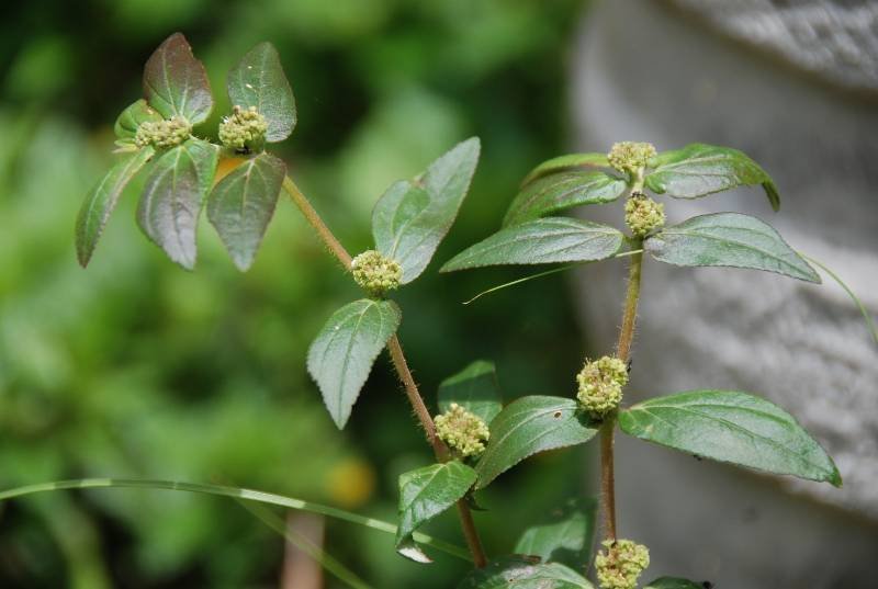 Euphorbiaceae - Chamaesyce hirta3.JPG