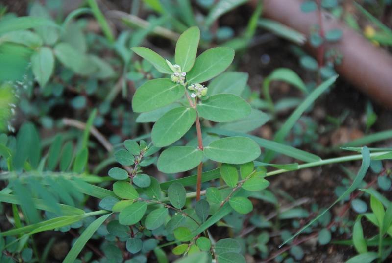 Euphorbiaceae - Chamaesyce hypericifolia1.JPG