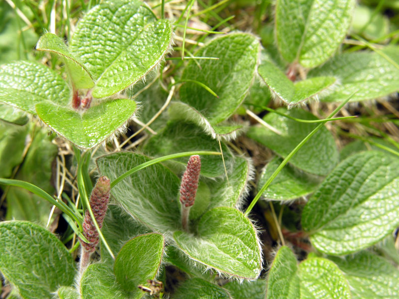Salix-reticulata-(3).jpg