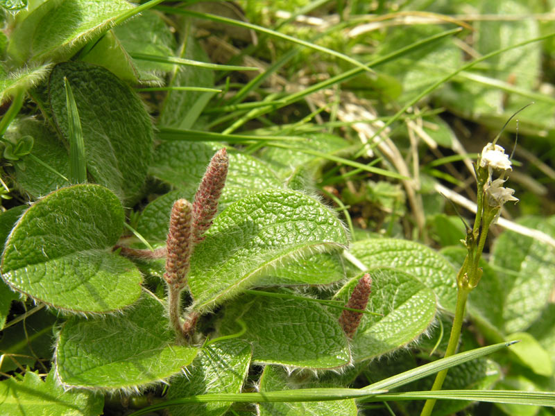 Salix-reticulata-(6).jpg