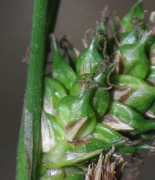 Carex_3.jpg
