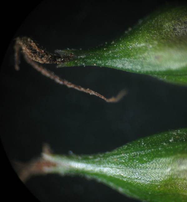 Carex_4.jpg