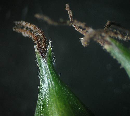 Carex_6.jpg