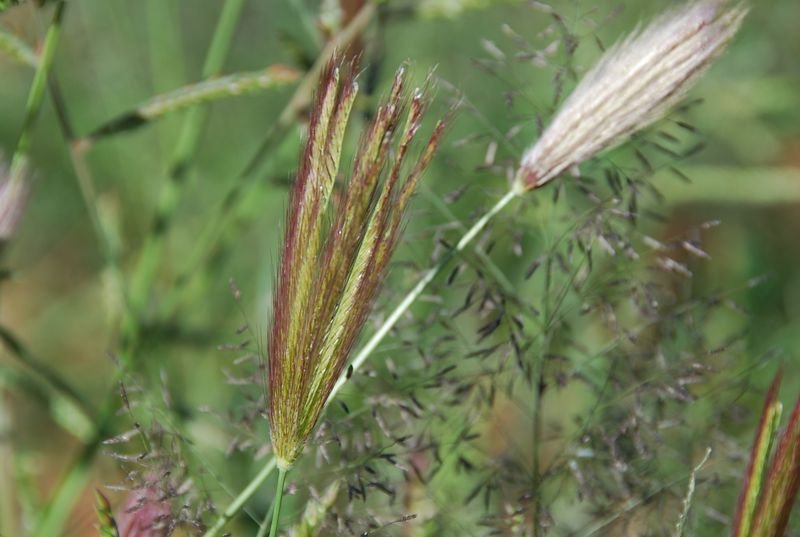 Poaceae - Chloris virgata1.JPG