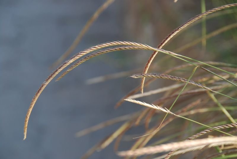 Poaceae - Enteropogon rupestris6.JPG