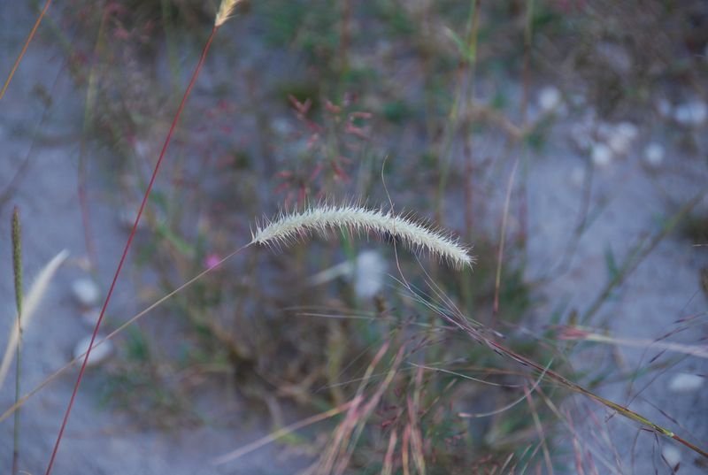 Poaceae - Monelytrum luederitzianum9.JPG