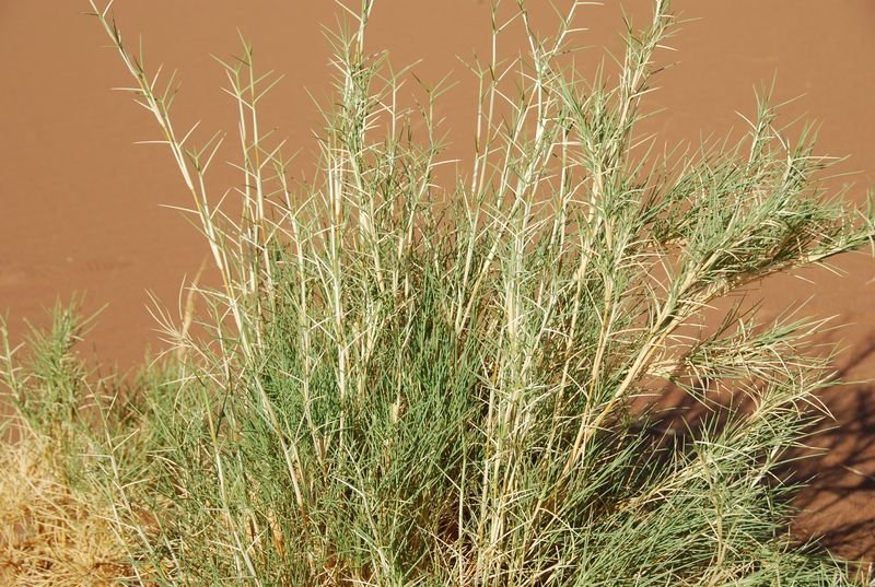 Poaceae - Stipagrostis lutescens var. marlothii10.JPG