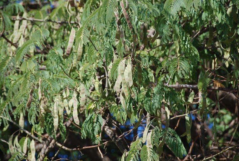 Fabaceae - Albizia anthelmintica1.JPG