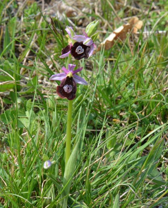 esmate ophrys benacensis 1.jpg