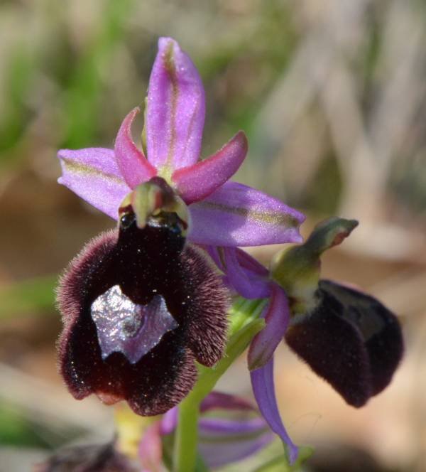 esmate ophrys benacensis 2.jpg