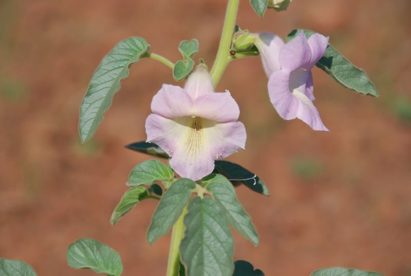 Pedaliaceae - Sesamum marlothii6.JPG