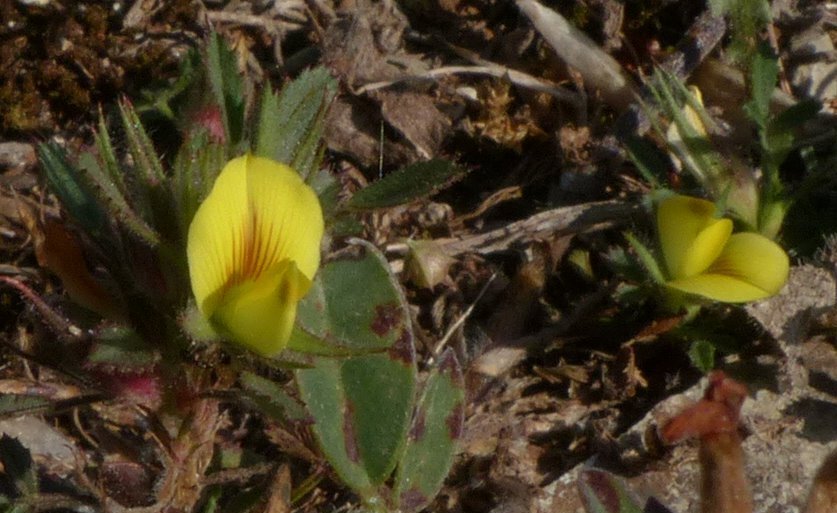 Ononis pusilla subsp.pusilla.JPG