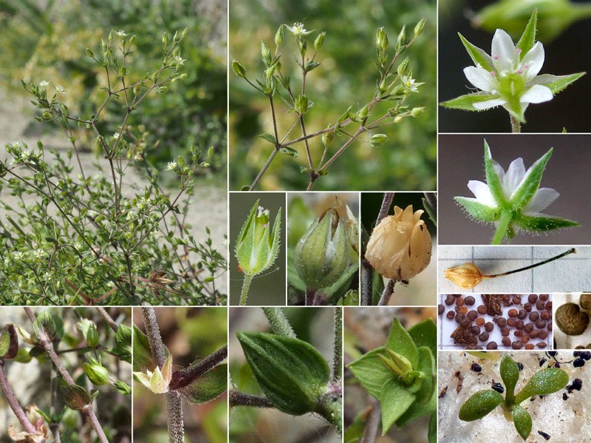 Arenaria_serpyllifolia%20(1).jpg