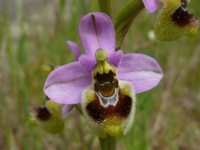 Ophrys tenthredinifera Willd. (b).jpg