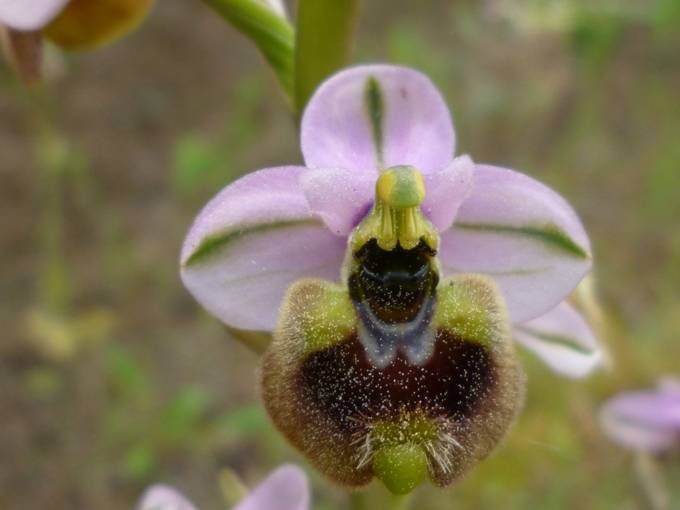 Ophrys tenthredinifera Willd. (d).jpg